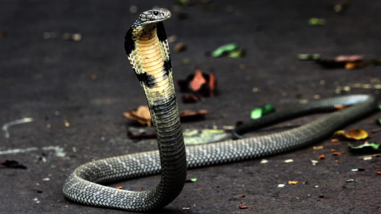 The 12 Largest Venomous Snakes in Nature’s Deadly Arsenal 6 The 12 Largest Venomous Snakes in Nature’s Deadly Arsenal - Forest Cobra ss2416869785