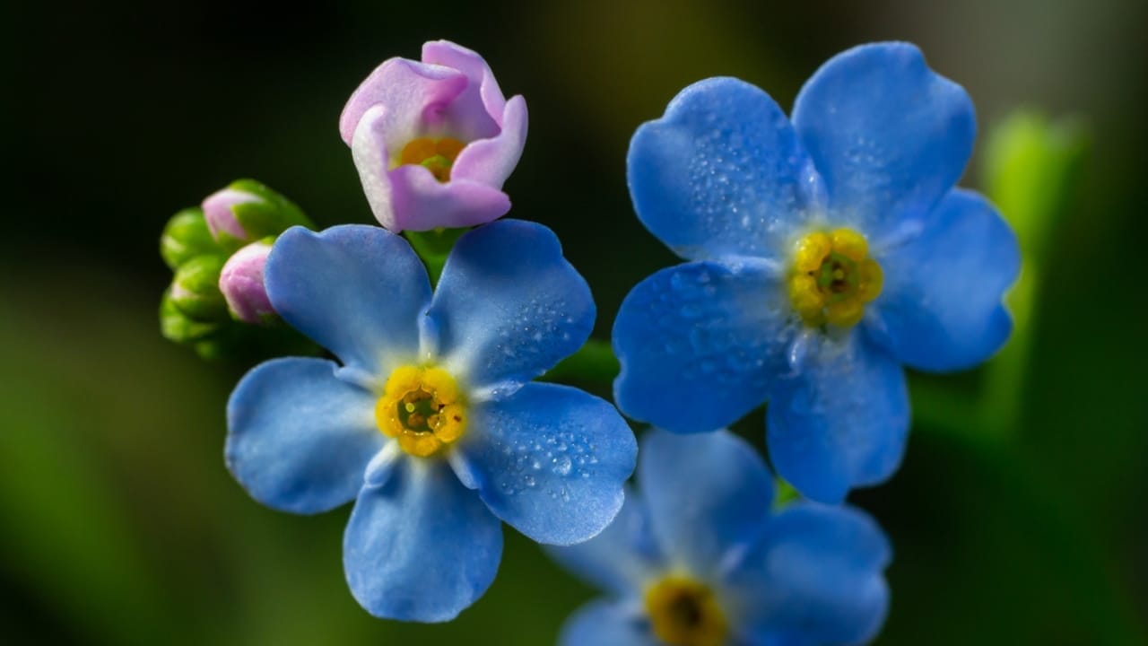 15 Hardy Self-Seeding Perennials to Crowd Out Weeds - Forget Me Nots dp689146852