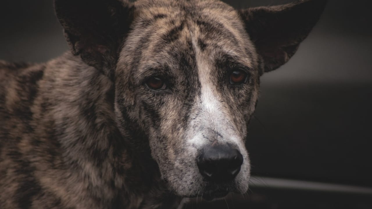 11 Magnificent Dog Breeds You Probably Didn’t Know Came from China 11 11 Magnificent Dog Breeds You Probably Didn’t Know Came from China - Formosan Mountain Dog ss2419893257