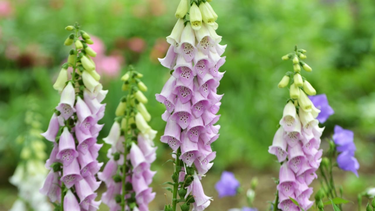 15 Hardy Self-Seeding Perennials to Crowd Out Weeds -
