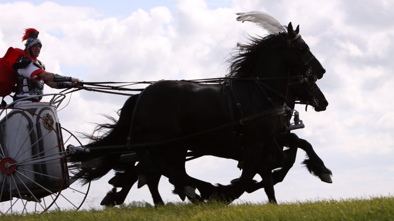 12 Friesian Horse Facts That Will Completely Change How You See Them 9 12 Friesian Horse Facts That Will Completely Change How You See Them - Friesian horse chariot on fields ss2394625835