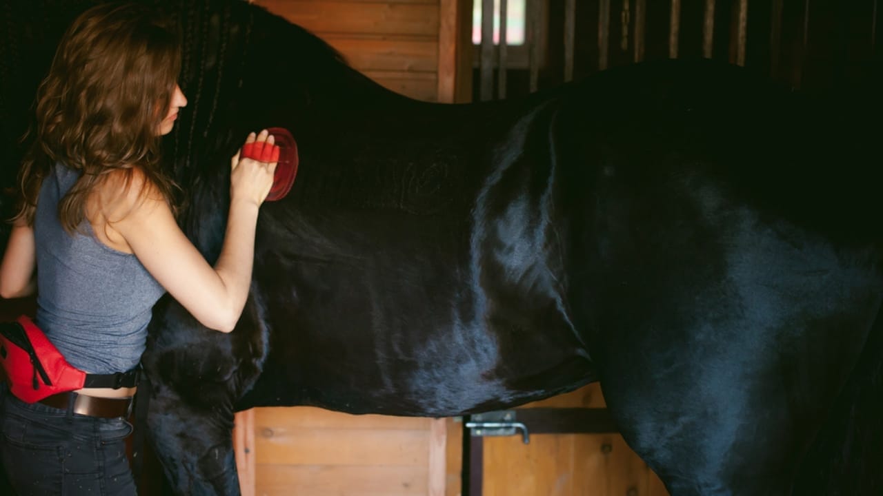 12 Friesian Horse Facts That Will Completely Change How You See Them 11 12 Friesian Horse Facts That Will Completely Change How You See Them - Friesian horse in stables on farm ss690502984