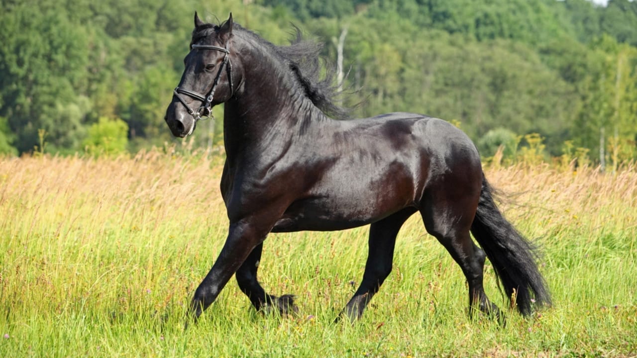 The Top 10 Most Dangerous Horse Breeds You Should Watch Out For 7 The Top 10 Most Dangerous Horse Breeds You Should Watch Out For - Friesians dp421950190