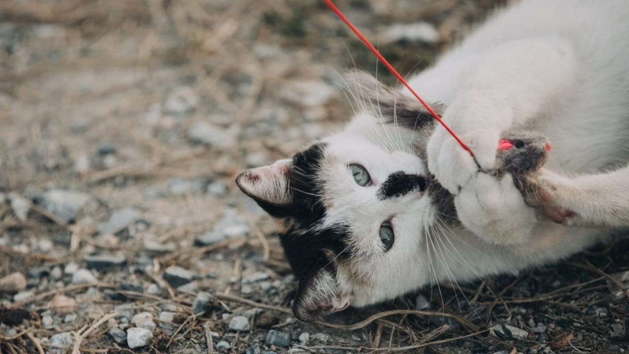 Meet Your New Best Friend: The Affectionate & Playful Aegean Cat 8 Meet Your New Best Friend: The Affectionate & Playful Aegean Cat - Funny Aegean Stray white cat ss2454640131