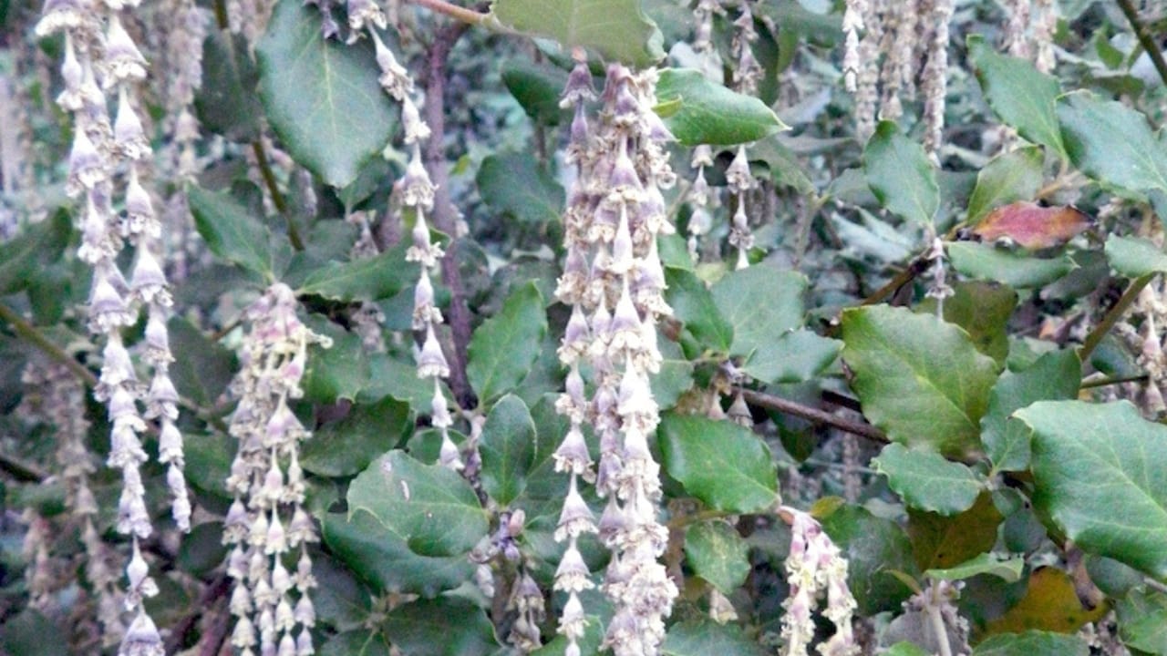 12 Shade-Loving Shrubs That Burst into Bloom During Fall & Winter 14 12 Shade-Loving Shrubs That Burst into Bloom During Fall & Winter - Garrya elliptica wc