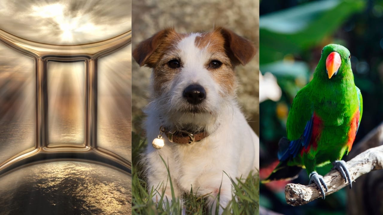 The Best Pets for Each Zodiac Sign: Your Perfect Companion 4 The Best Pets for Each Zodiac Sign: Your Perfect Companion - Gemini Symbol dp148423925 Jack Russell Terrier dp249431840 Parrot dp296352694