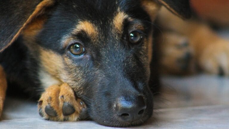 German Shepherd Puppy Prices by Region: What to Expect in 2024 7 German Shepherd Puppy Prices by Region: What to Expect in 2024 - German Shepard puppy ss1288148086