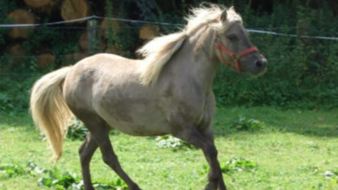 17 Breeds Dominating the Global Equestrian Scene That Makes Germany Proud 13 17 Breeds Dominating the Global Equestrian Scene That Makes Germany Proud - German Classic Pony wc