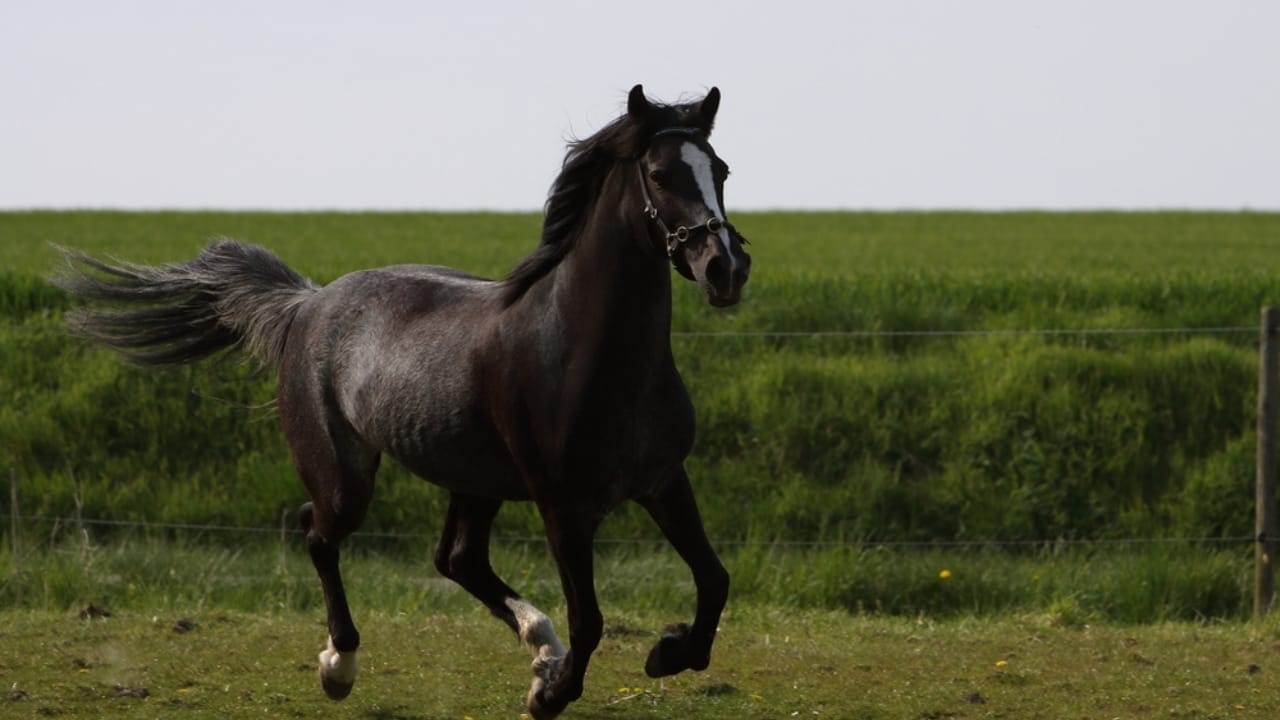 17 Breeds Dominating the Global Equestrian Scene That Makes Germany Proud 7 17 Breeds Dominating the Global Equestrian Scene That Makes Germany Proud - German Riding Pony ss2400834337