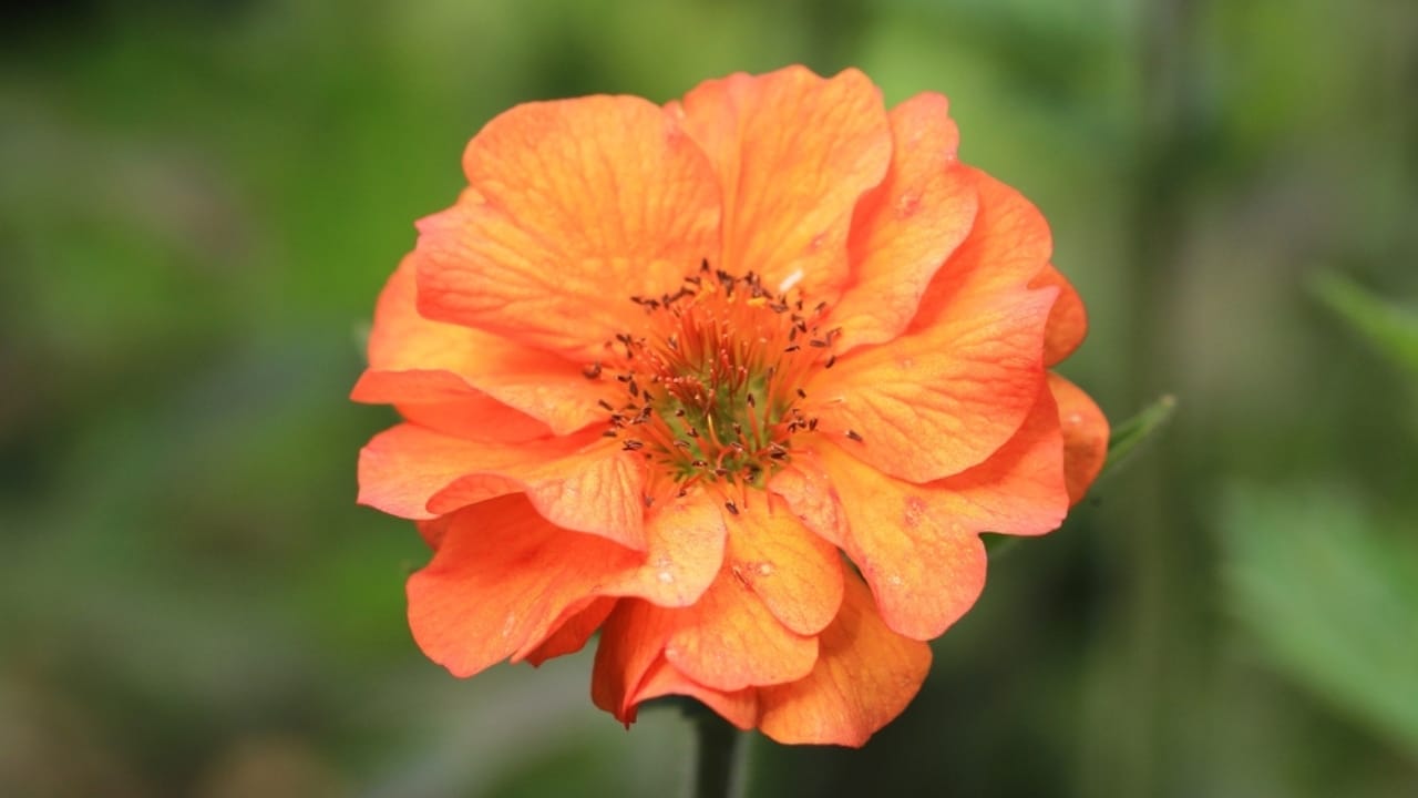 Say Goodbye to Dull Gardens: 22 Perennials That Bloom All Season Long 17 Say Goodbye to Dull Gardens: 22 Perennials That Bloom All Season Long - Geum ss2467395529