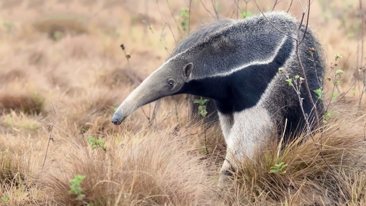 The 15 Weirdest Animals Living in the Rainforest 14 The 15 Weirdest Animals Living in the Rainforest - Giant Anteater ss2405237729