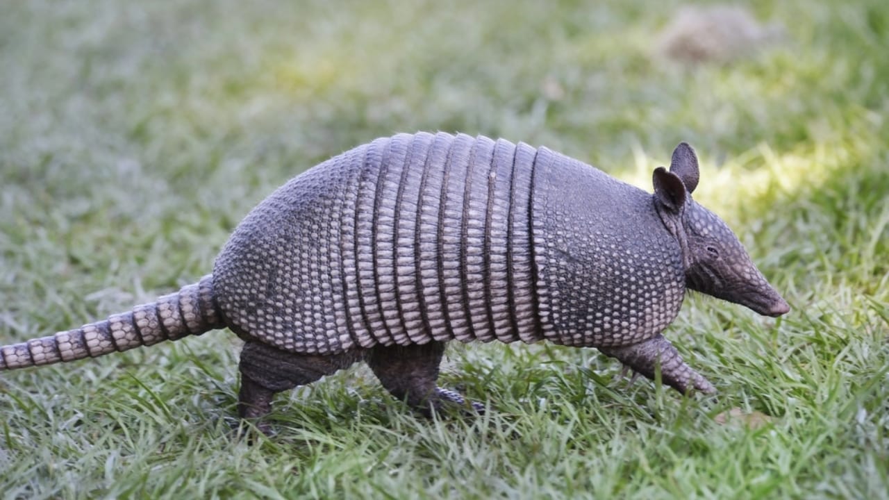 15 Animals That Come to Life After Dark 16 15 Animals That Come to Life After Dark - Giant Armadillo dp46571651