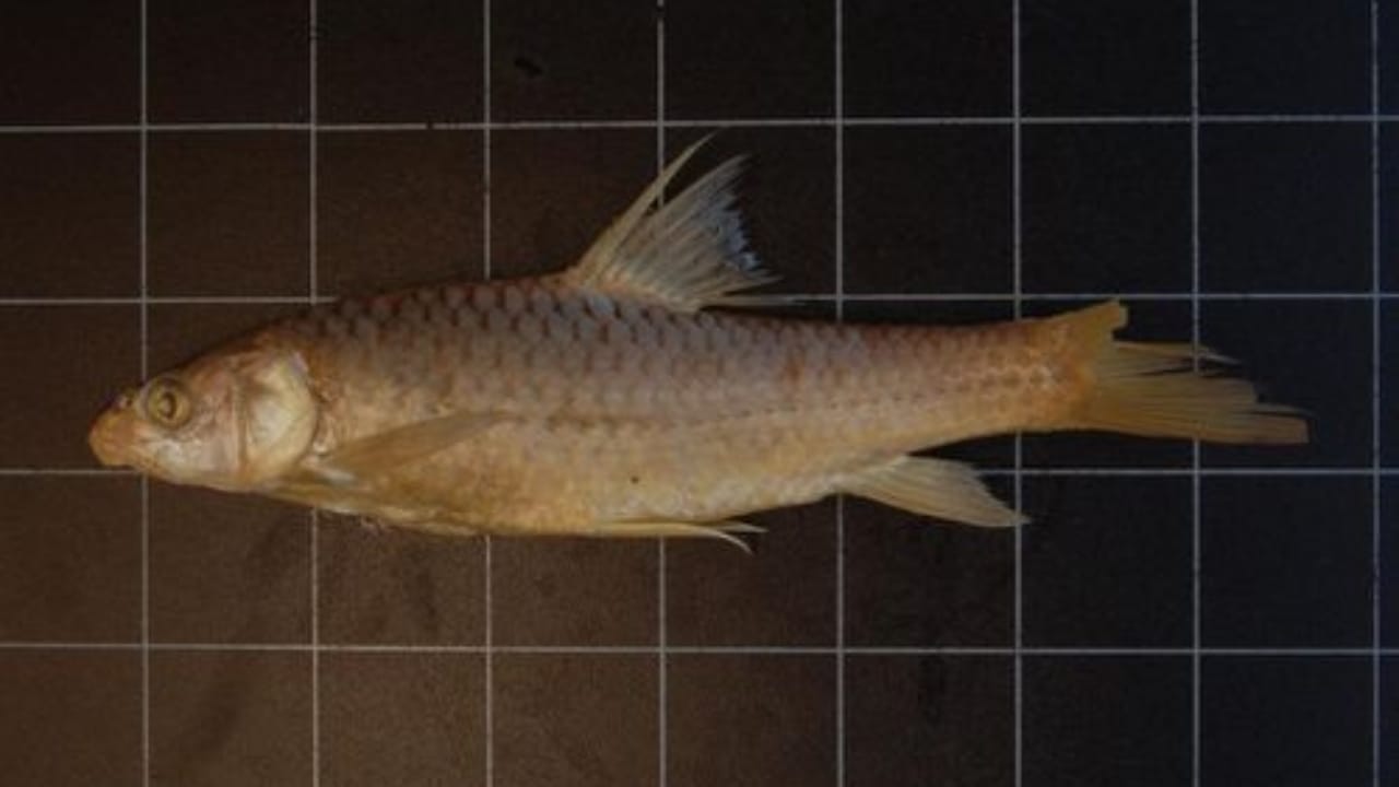 Lost Species: 8 Animals That Disappeared into Extinction in 2022 6 Lost Species: 8 Animals That Disappeared into Extinction in 2022 - Giant Atlas Barbel wc