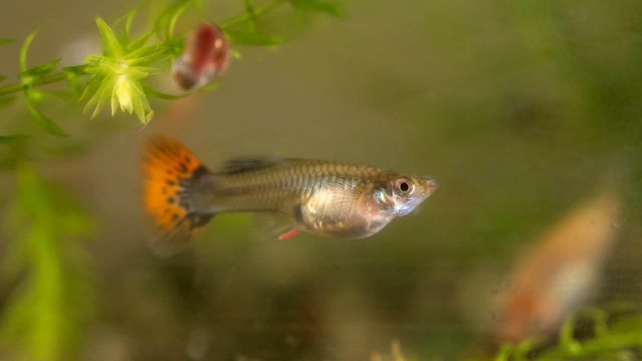 15 Beautiful Guppy Varieties to Brighten Your Aquarium 11 15 Beautiful Guppy Varieties to Brighten Your Aquarium - Glass Guppies ss2393439577