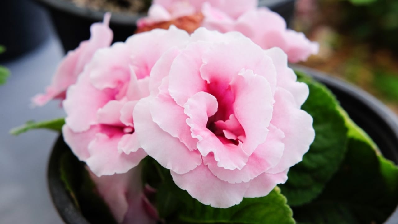 How to Grow Beautiful Gloxinia Flowers Indoors to Brighten Up Your Home 4 How to Grow Beautiful Gloxinia Flowers Indoors to Brighten Up Your Home -
