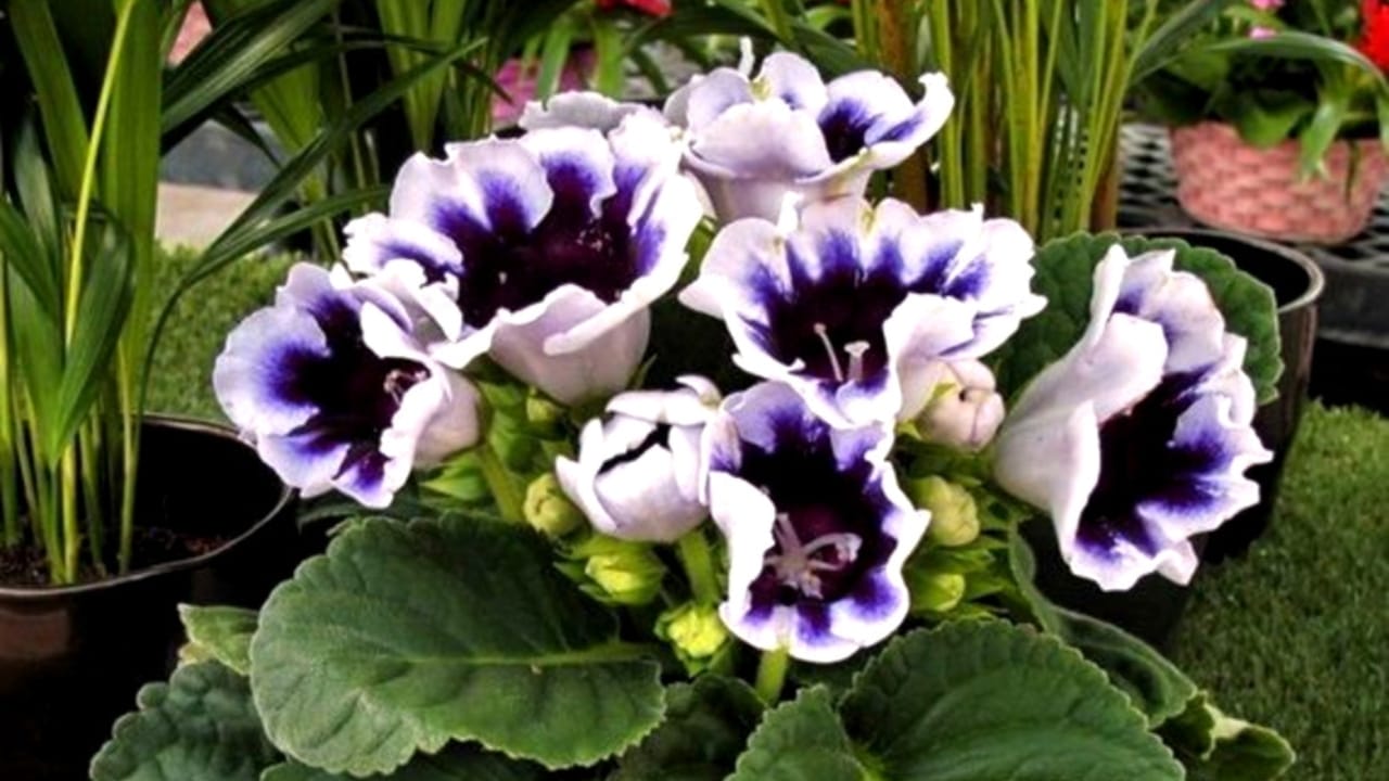 How to Grow Beautiful Gloxinia Flowers Indoors to Brighten Up Your Home 3 How to Grow Beautiful Gloxinia Flowers Indoors to Brighten Up Your Home -