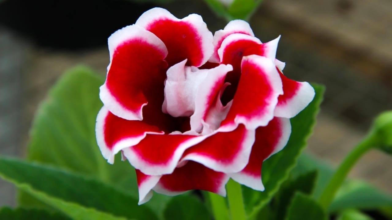 How to Grow Beautiful Gloxinia Flowers Indoors to Brighten Up Your Home 5 How to Grow Beautiful Gloxinia Flowers Indoors to Brighten Up Your Home -