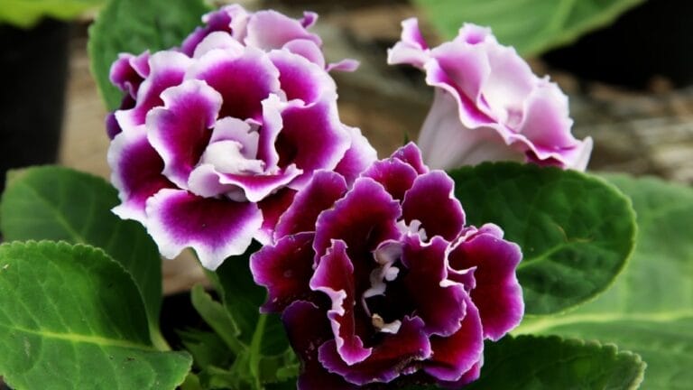 How to Grow Beautiful Gloxinia Flowers Indoors to Brighten Up Your Home 4 How to Grow Beautiful Gloxinia Flowers Indoors to Brighten Up Your Home - Gloxinia ss2484628273