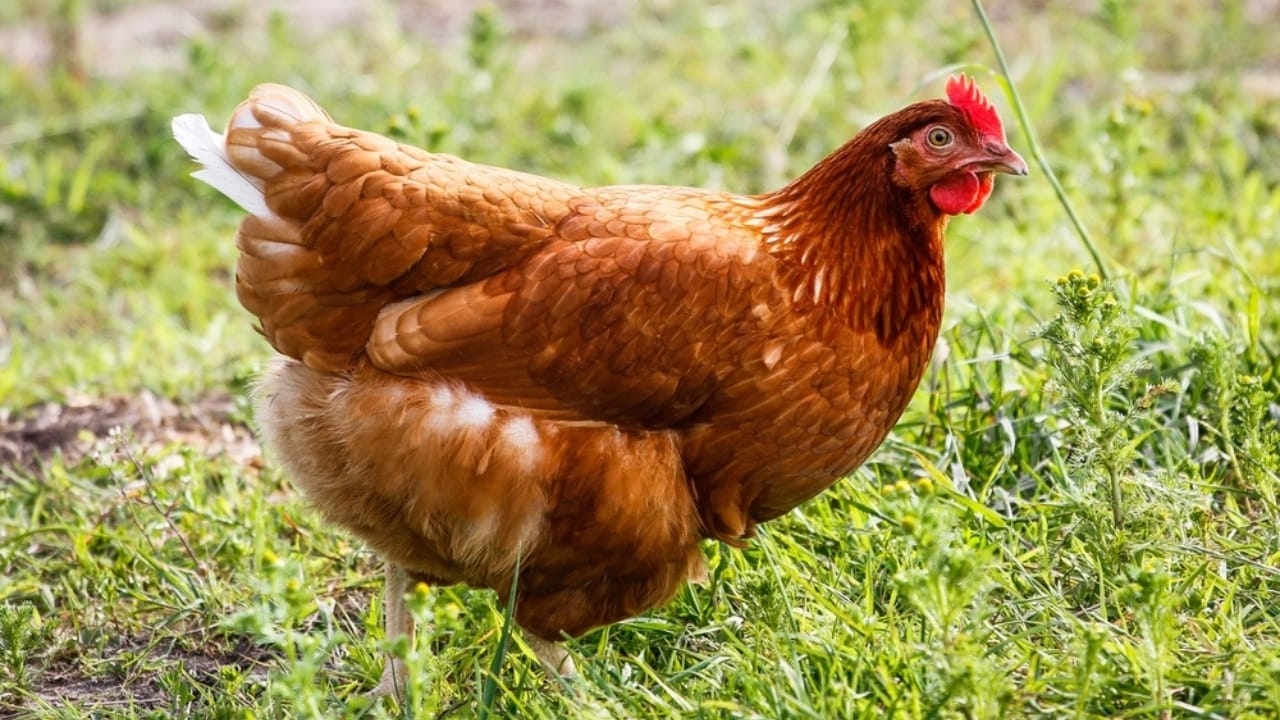 15 Beginner-Friendly Chicken Breeds That Will Keep Your Egg Basket Full 10 15 Beginner-Friendly Chicken Breeds That Will Keep Your Egg Basket Full - Golden Comet Chicken ss2213202747