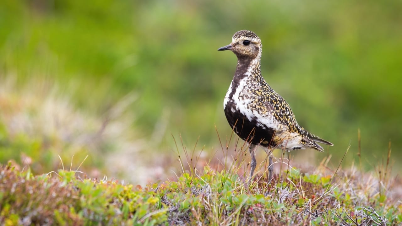 15 Yellow Birds That Add a Touch of Sunshine to Every Forest, Garden & Backyard 5 15 Yellow Birds That Add a Touch of Sunshine to Every Forest, Garden & Backyard - Golden Plover dp466960106