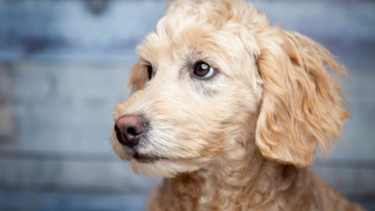 10 Goldendoodle Health Issues That Could Make You Rethink Your Decision 3 10 Goldendoodle Health Issues That Could Make You Rethink Your Decision - Golden doodle dp251308978