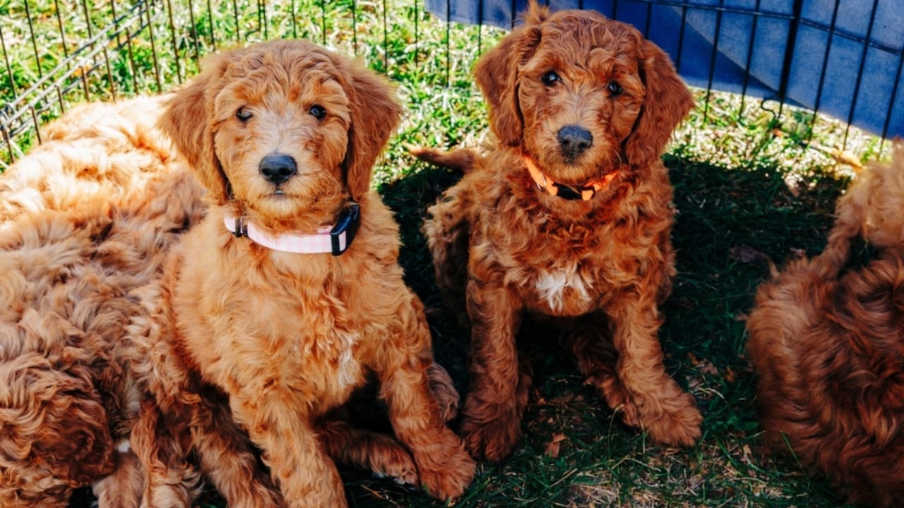 10 Goldendoodle Health Issues That Could Make You Rethink Your Decision 9 10 Goldendoodle Health Issues That Could Make You Rethink Your Decision - Goldendoodle Dog ss2441592681