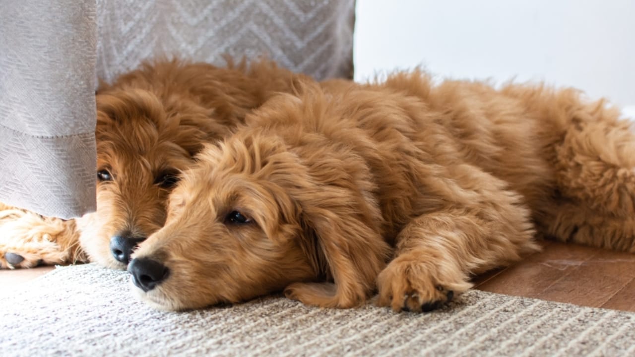 25 Sayings About Old Dogs That’ll Warm Your Heart 16 25 Sayings About Old Dogs That’ll Warm Your Heart - Goldendoodle Dog ss2447297447