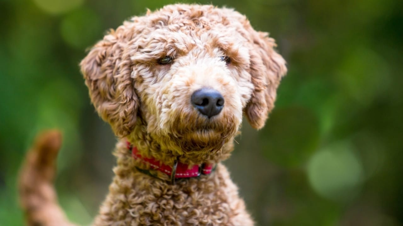 10 Goldendoodle Health Issues That Could Make You Rethink Your Decision 10 10 Goldendoodle Health Issues That Could Make You Rethink Your Decision - Goldendoodle Dog ss2469448345