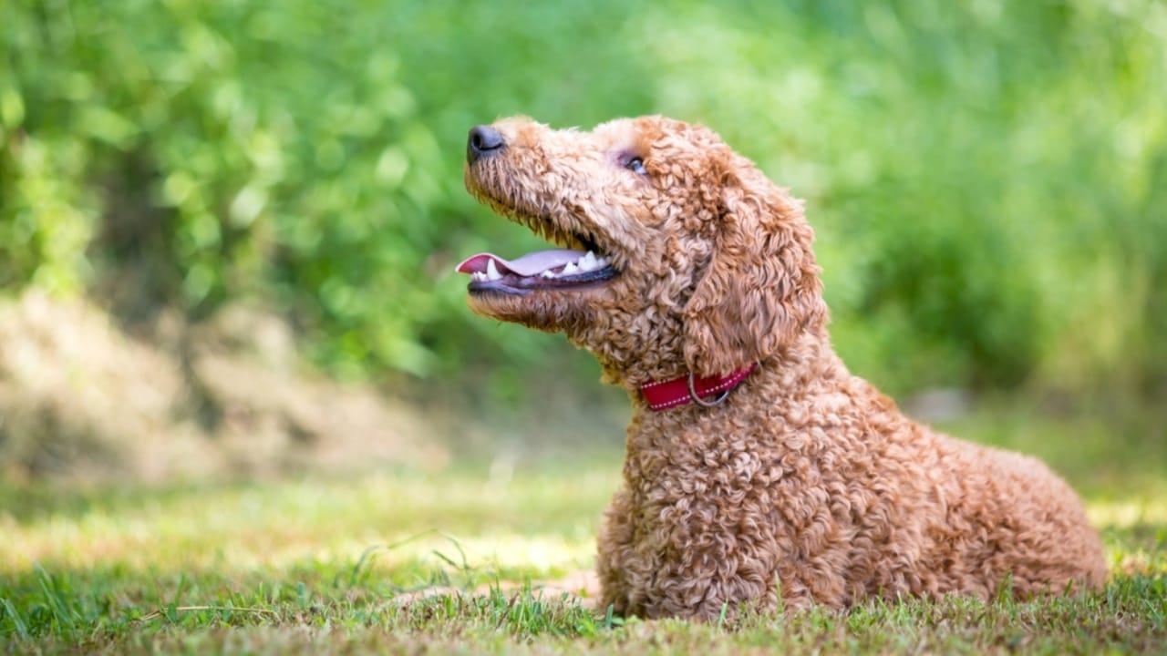 10 Goldendoodle Health Issues That Could Make You Rethink Your Decision 8 10 Goldendoodle Health Issues That Could Make You Rethink Your Decision - Goldendoodle Dog ss2475828333