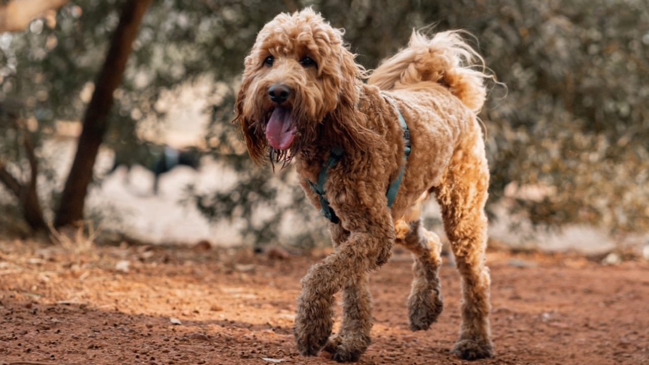 10 Goldendoodle Health Issues That Could Make You Rethink Your Decision 7 10 Goldendoodle Health Issues That Could Make You Rethink Your Decision - Goldendoodle Dog ss2486422639