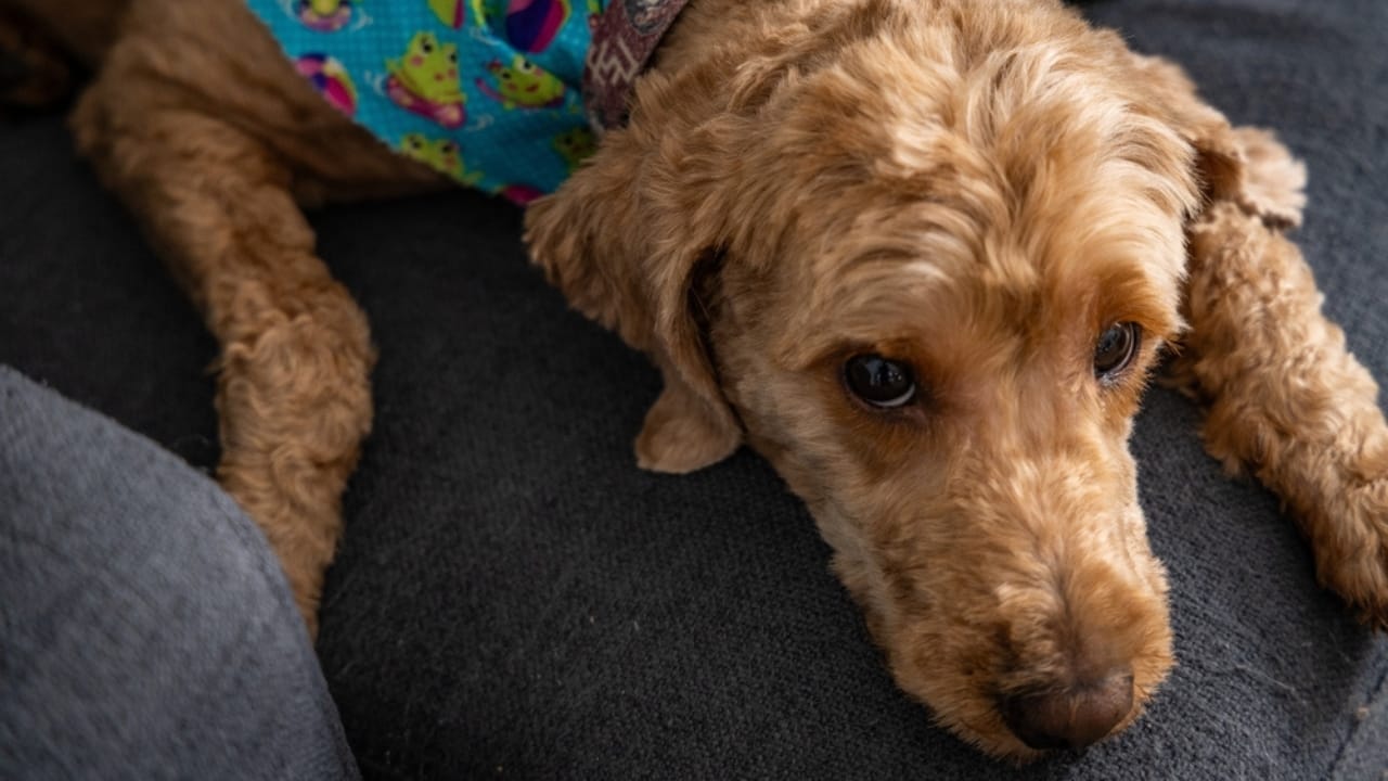 16 Mistakes Dog Owners Make That May Cause Their Dogs Stress 5 16 Mistakes Dog Owners Make That May Cause Their Dogs Stress - Goldendoodle Dog ss2486963203