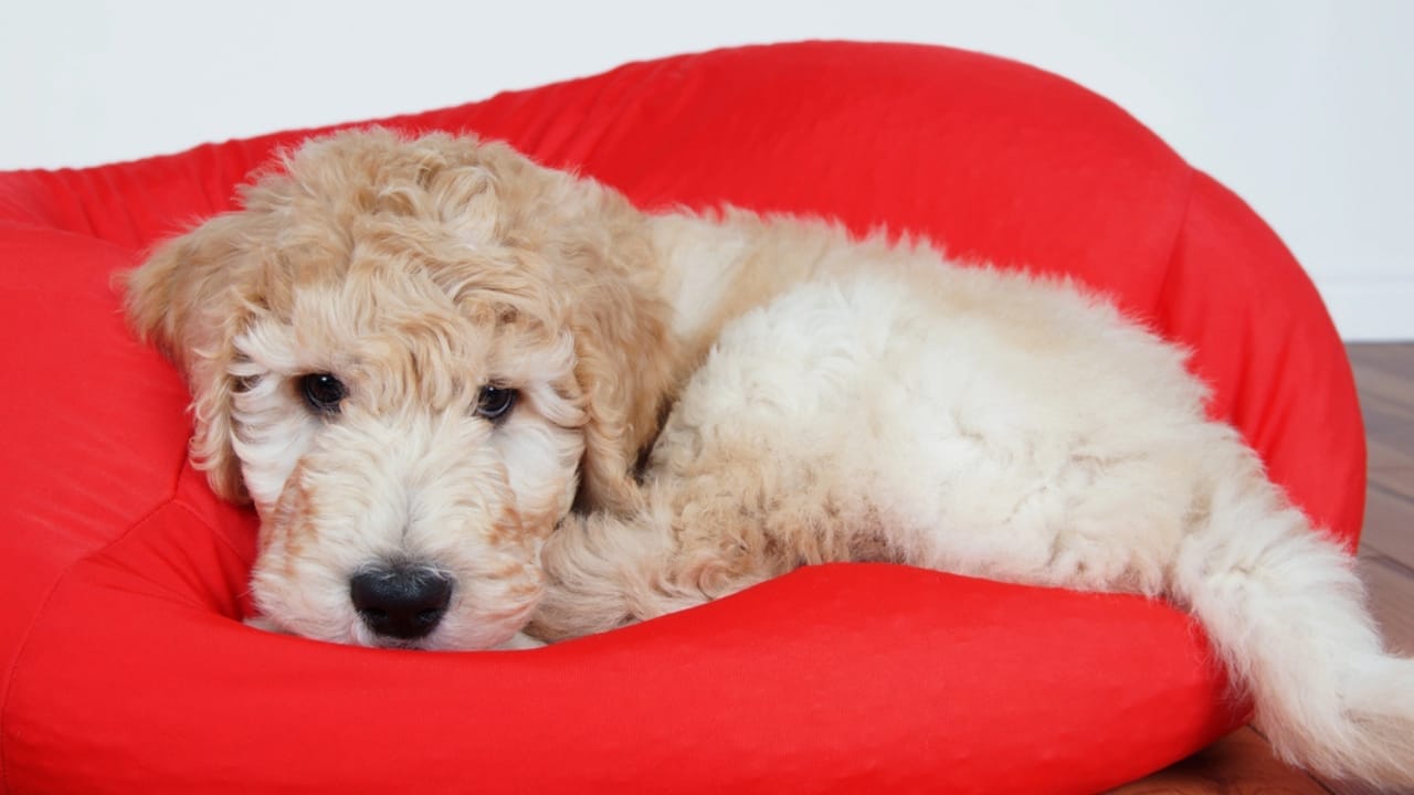10 Goldendoodle Health Issues That Could Make You Rethink Your Decision 4 10 Goldendoodle Health Issues That Could Make You Rethink Your Decision - Goldendoodle lying on bed dp90998294