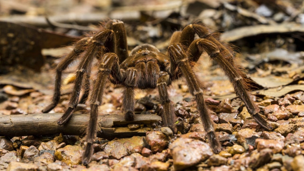 The 15 Weirdest Animals Living in the Rainforest 9 The 15 Weirdest Animals Living in the Rainforest - Goliath Bird Eating Spider ss1571648065