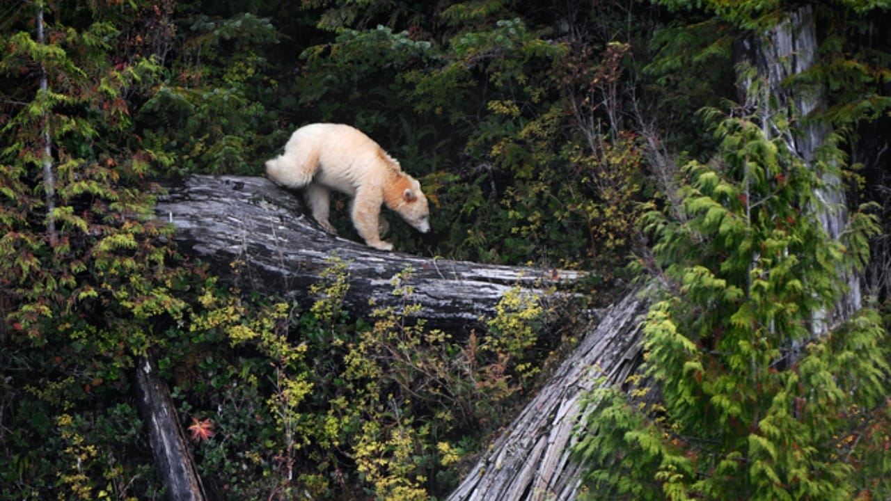 14 Ancient Forests That Were Here Long Before Homo sapiens 11 14 Ancient Forests That Were Here Long Before Homo sapiens - Great Bear Rainforest British Columbia Canada dp437475222