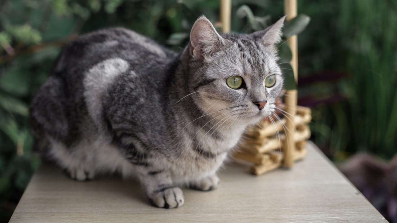 Purr-fect Matches: 10 Best Cat Breeds for Seniors 12 Purr-fect Matches: 10 Best Cat Breeds for Seniors - Grey American Shorthair ss1894138972