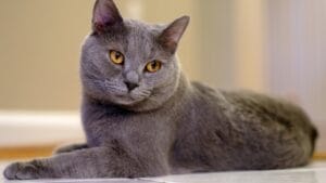 10 Irresistible Blue Cat Breeds You’ll Want in Your Home 1 10 Irresistible Blue Cat Breeds You’ll Want in Your Home - Grey Chartreux Cat ss514979572
