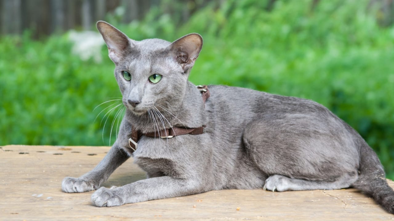 10 Irresistible Blue Cat Breeds You’ll Want in Your Home 8 10 Irresistible Blue Cat Breeds You’ll Want in Your Home - Grey Oriental Shorthair ss295607399