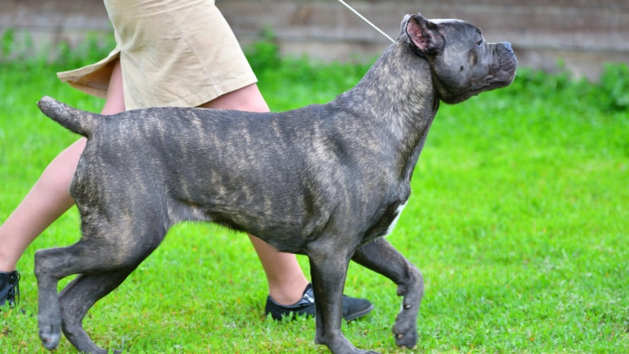 18 Fiercely Loyal Dog Breeds That are Natural Protectors - Grey brindle cane corso dp357238230