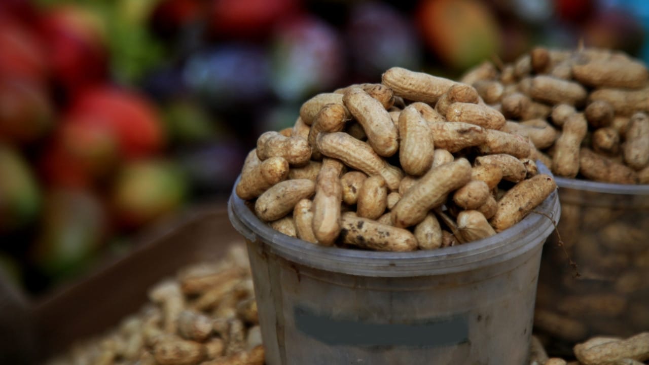 The Forgotten Superfood That Saved the Pilgrims 4 The Forgotten Superfood That Saved the Pilgrims - Groundnut dp497070088