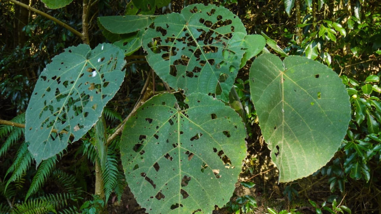 The World’s 14 Most Dangerous & Deadly Trees 12 The World’s 14 Most Dangerous & Deadly Trees - Gympie Gympie Tree ss1437871232