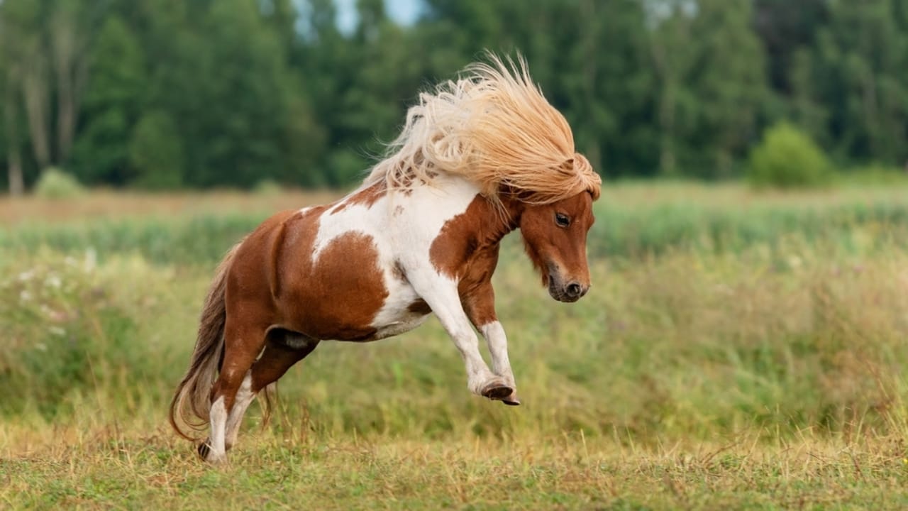 15 Ways Miniature Horses Prove They’re the Cutest with the Biggest Hearts 4 15 Ways Miniature Horses Prove They’re the Cutest with the Biggest Hearts - Happy miniature shetland breed ss2248484295