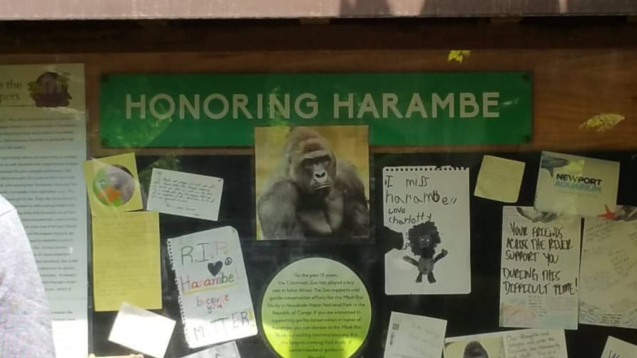 14 Wild Animals That Became Global Sensations 2 14 Wild Animals That Became Global Sensations - Harambe memorial wc