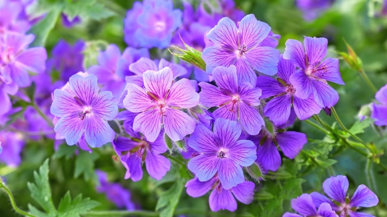 15 Plants That Keep Weeds Out & Pollinators In - Hardy Geranium ss2241139541