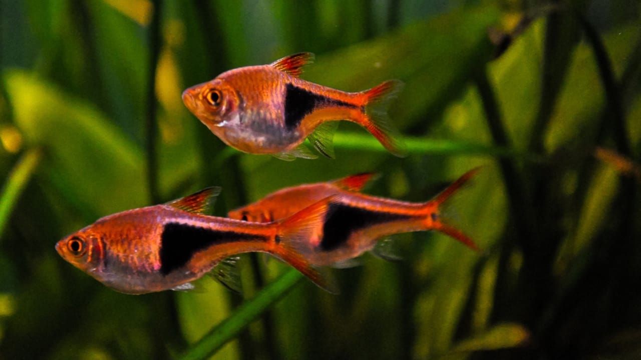 15 Coolest Aquarium Fish to Liven Up Your Tank 9 15 Coolest Aquarium Fish to Liven Up Your Tank - Harlequin Rasbora dp381673162