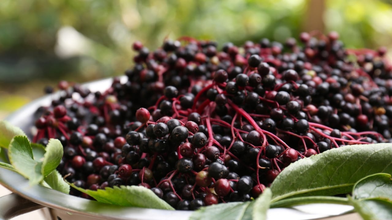 Want to Grow Elderberries? Here's How to Do It Right - Harvest elderberries dp622742862