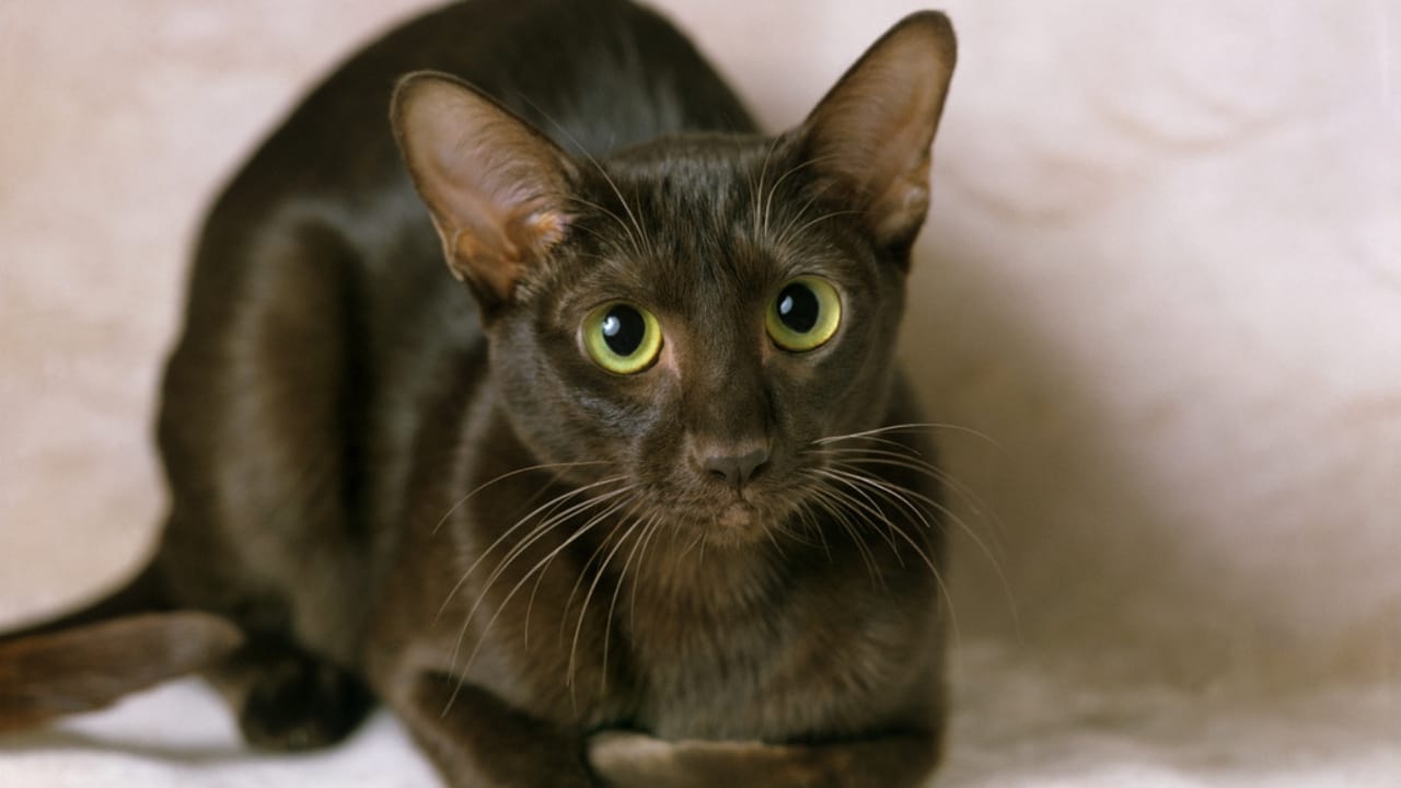 16 of The Most Eye-Catching Brown Cat Breeds - Havana Brown dp350775940