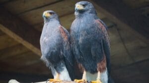 10 Stealthy Predators Hunting Hawks in the Wild 1 10 Stealthy Predators Hunting Hawks in the Wild - Hawk buzzards ss2424852991