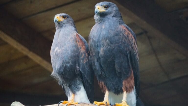 10 Stealthy Predators Hunting Hawks in the Wild 3 10 Stealthy Predators Hunting Hawks in the Wild - Hawk buzzards ss2424852991