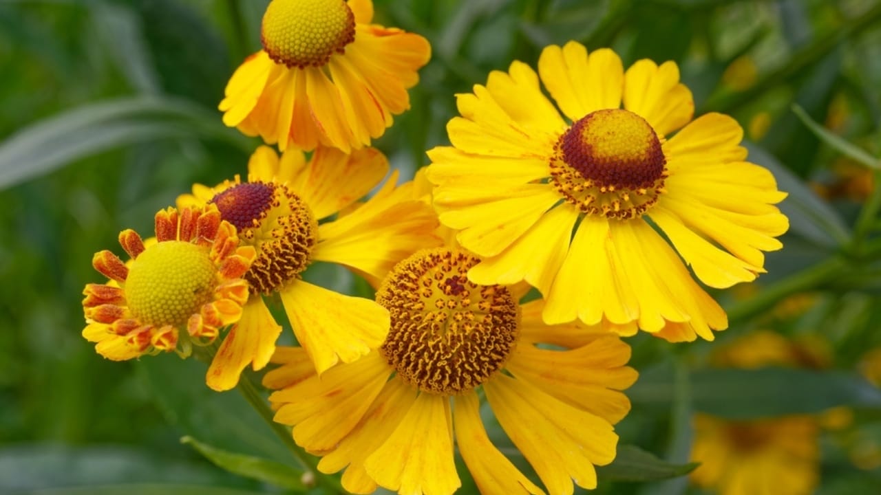 15 Perennials to Make Your Autumn Garden Glow with Colorful Foliage 3 15 Perennials to Make Your Autumn Garden Glow with Colorful Foliage - Helenium ss2350819439