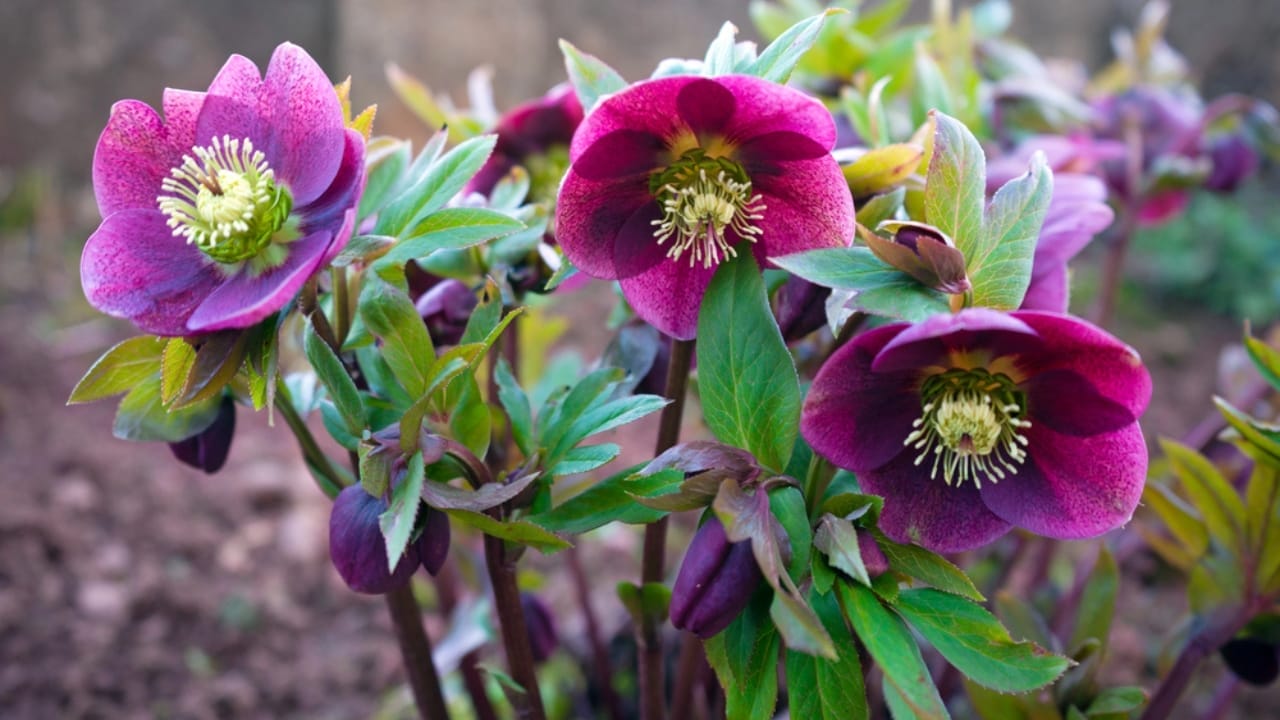 Don’t Risk It: 16 Perennials You Should Never Divide 8 Don’t Risk It: 16 Perennials You Should Never Divide - Hellebores dp266612058
